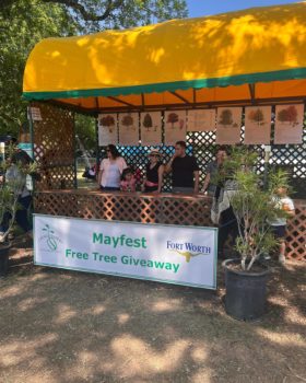 Mayfest Tree Giveaway