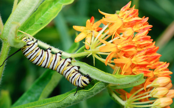 Monarch caterpillar on milkweed 366459891