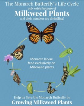 Milkweed monarch life cycle